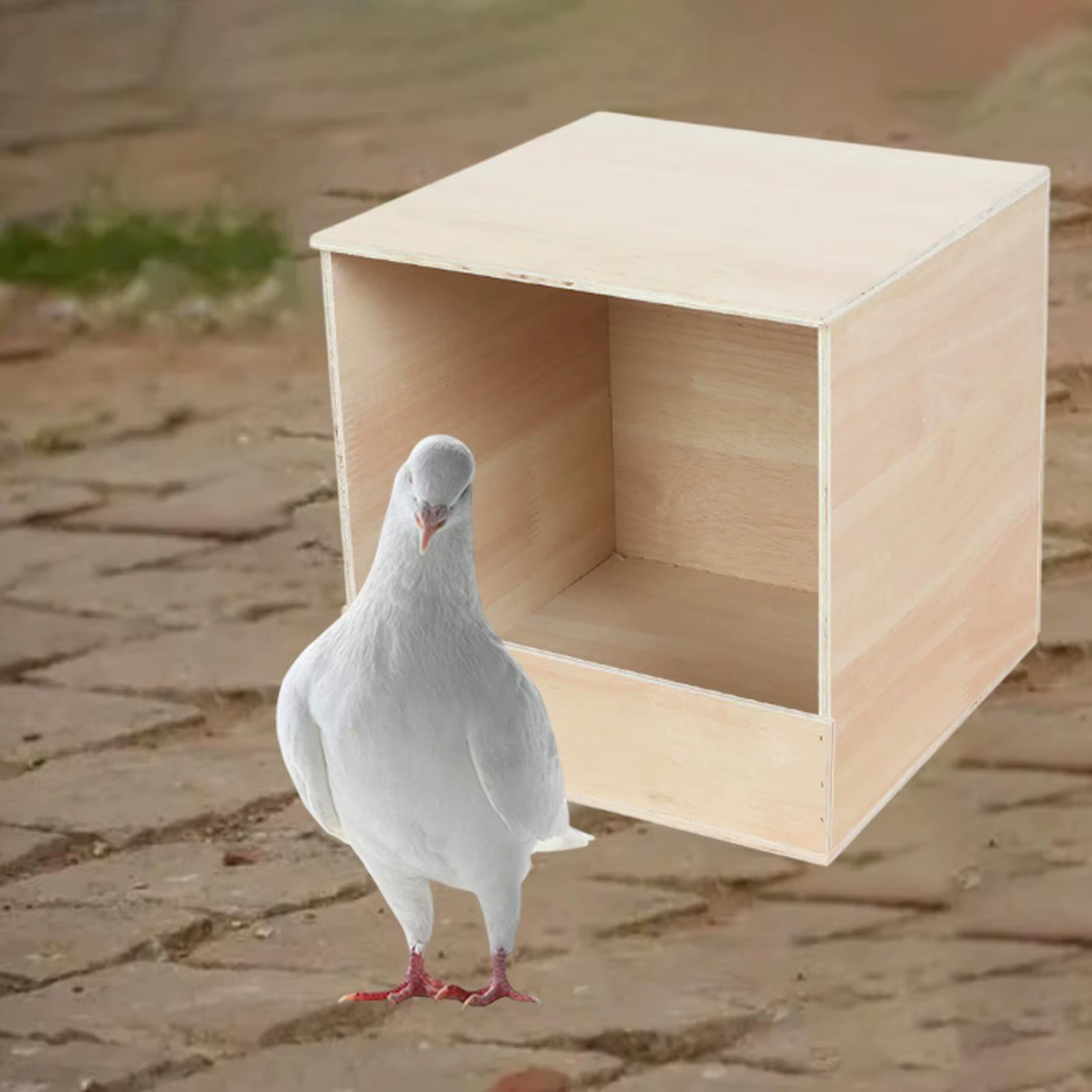Caja nido para periquitos, canarios y pinzones - imagen 3
