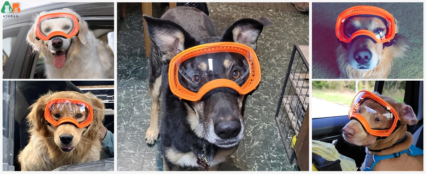 sunglasses for dogs