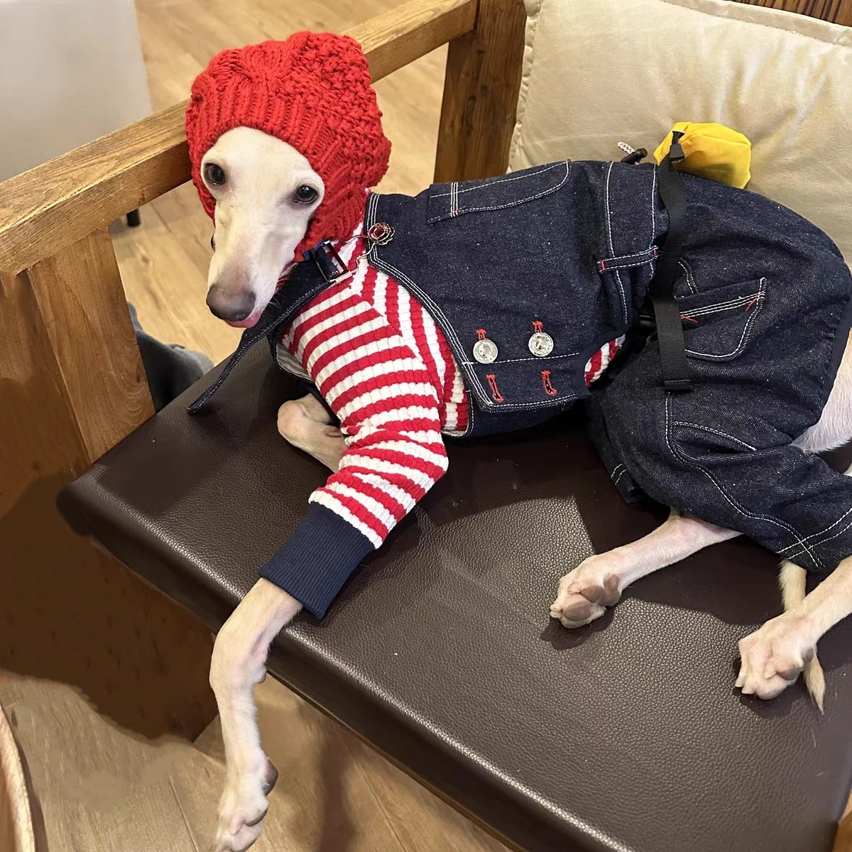 Gorro protector para Galgo Italiano – Para frío - imagen 3