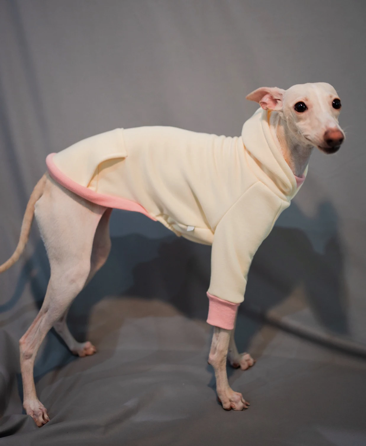 Sudadera CON CAPUCHA DE Galgo Italiano, Whippet, sudadera de invierno de algodón, Galaxia italiana, ropa para perros pequeños y medianos