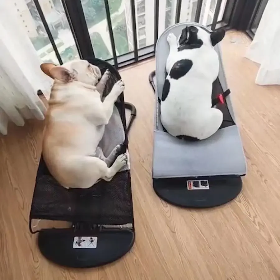 Mecedora para perro y gato, cómoda y transpirable, ideal para el verano, productos para mascotas - imagen 4