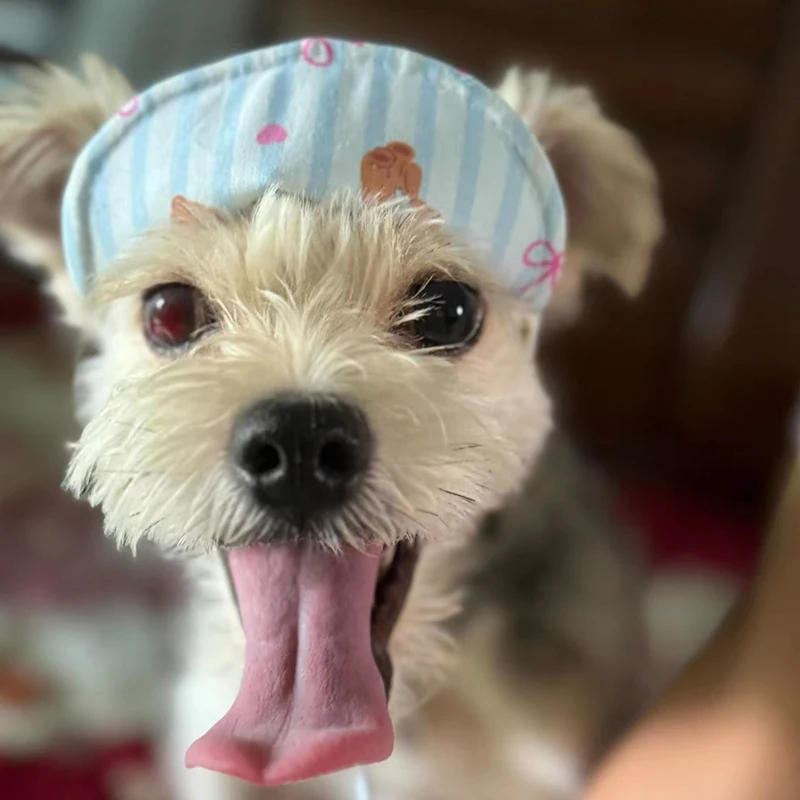 Protector solar de verano para perros pequeños, gorro ajustable con agujeros para las orejas para exteriores, estilo Ins, para Teddy, Yorkshire, Kawaii, para Bichon Frise - imagen 3