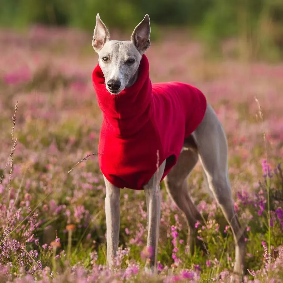 Chaleco Whippet de lana de invierno, ropa de galgo italiano, ropa de cuello alto para perros, ropa de lana suave