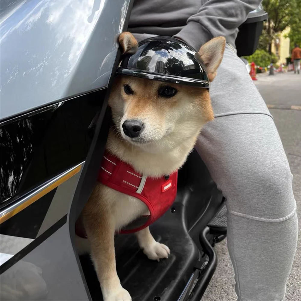 Empaque del casco locomotora para mascotas