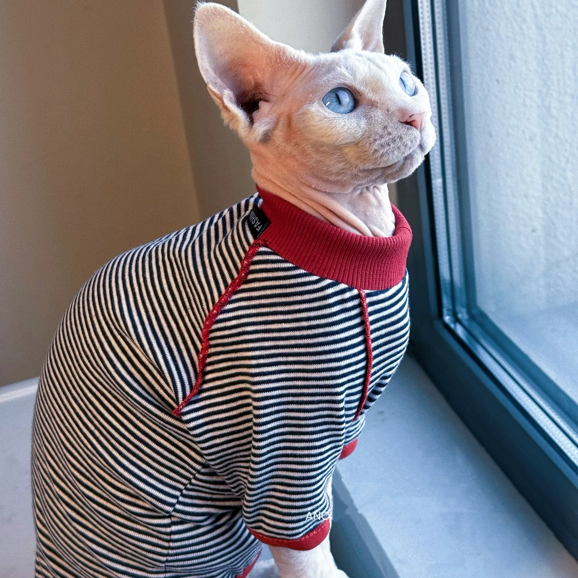 Ropa para gatos: camiseta primavera, pijama Devon Rex y abrigo Sphynx - imagen 4