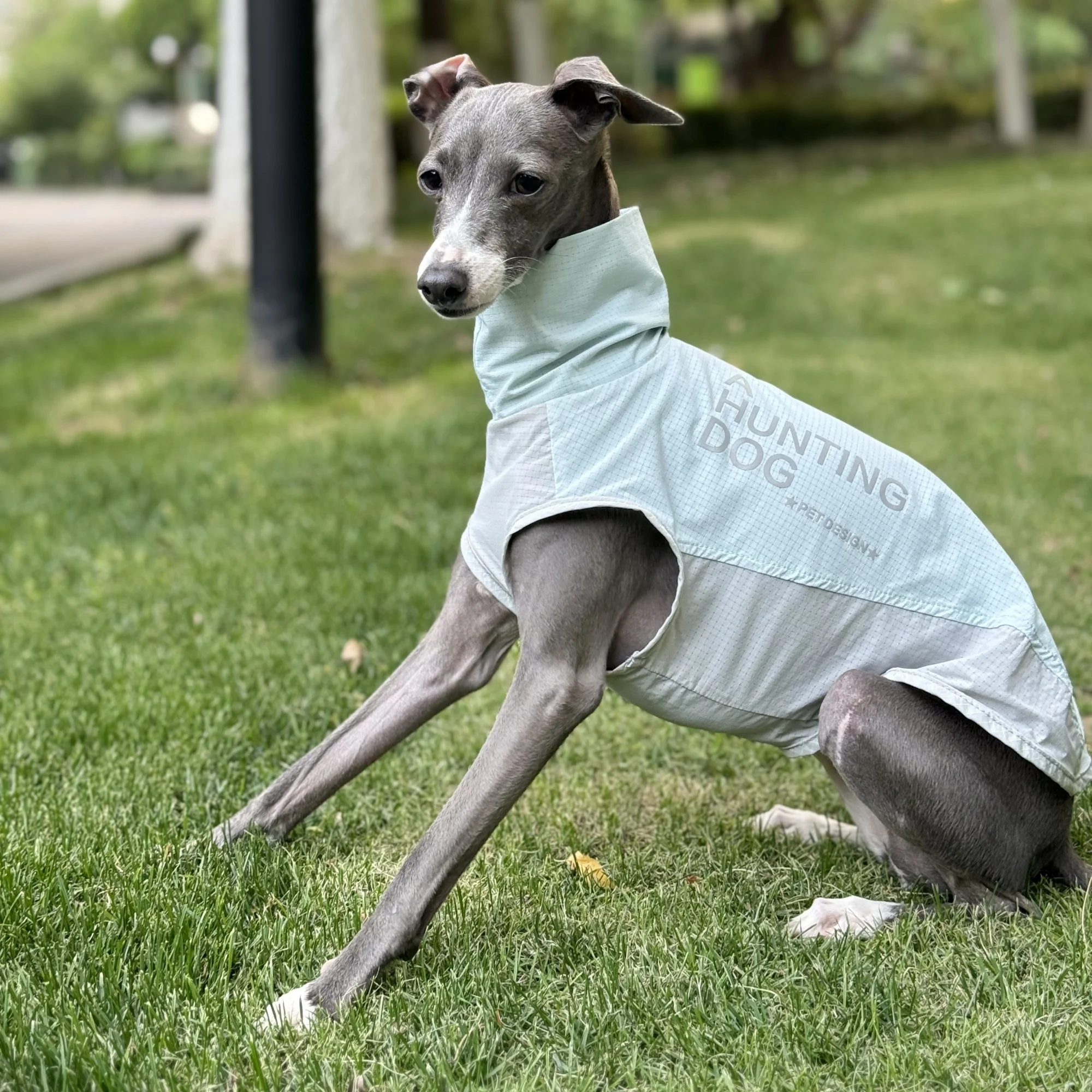 Chaleco de cuello alto sin mangas azul verano para Whippet Absorción de humedad Secado rápido Camisa transpirable para GreyHound italiano Pelaje fino para perros medianos