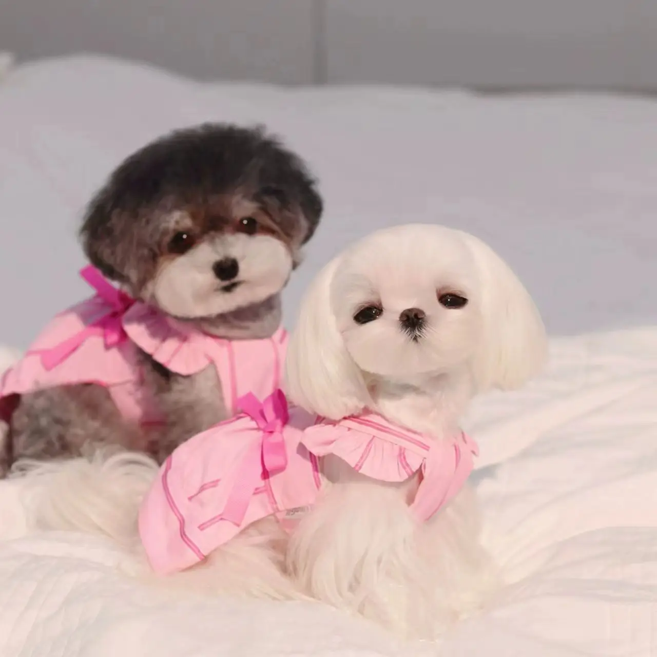 Falda con tirantes de encaje y lazo de primavera para mascotas, vestido de princesa para gatos, falda de peluche para perros pequeños, vestidos para perros pequeños - imagen 3