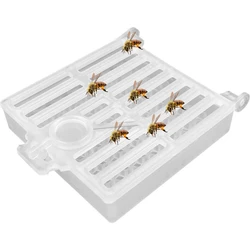 Jaulas transporte abeja reina – 3 unidades para apicultura