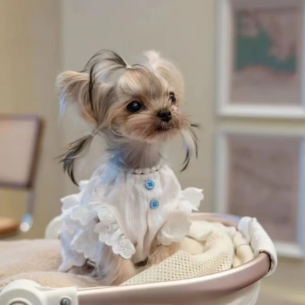 Vestido a rayas de primavera para gatos y perros pequeños - cómodo