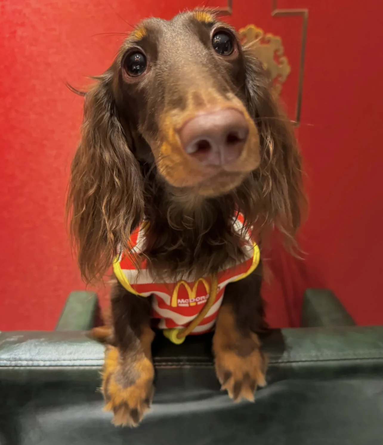 Camisa de moda, chaqueta de primavera y verano para perro salchicha con sombrero, ropa de rayas rojas de tejón para mascotas, traje para abrigo de tejón de medios pequeños
