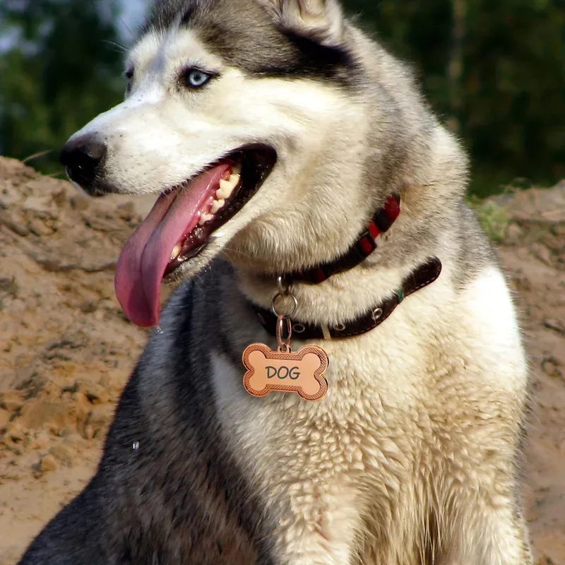Etiqueta de identificación de perro mascota personalizada, etiqueta de teléfono con nombre de perro tallado personalizado, antipérdida, colgante de aleación de Zinc, adecuado para gatos y perros, 1 ud. - imagen 4