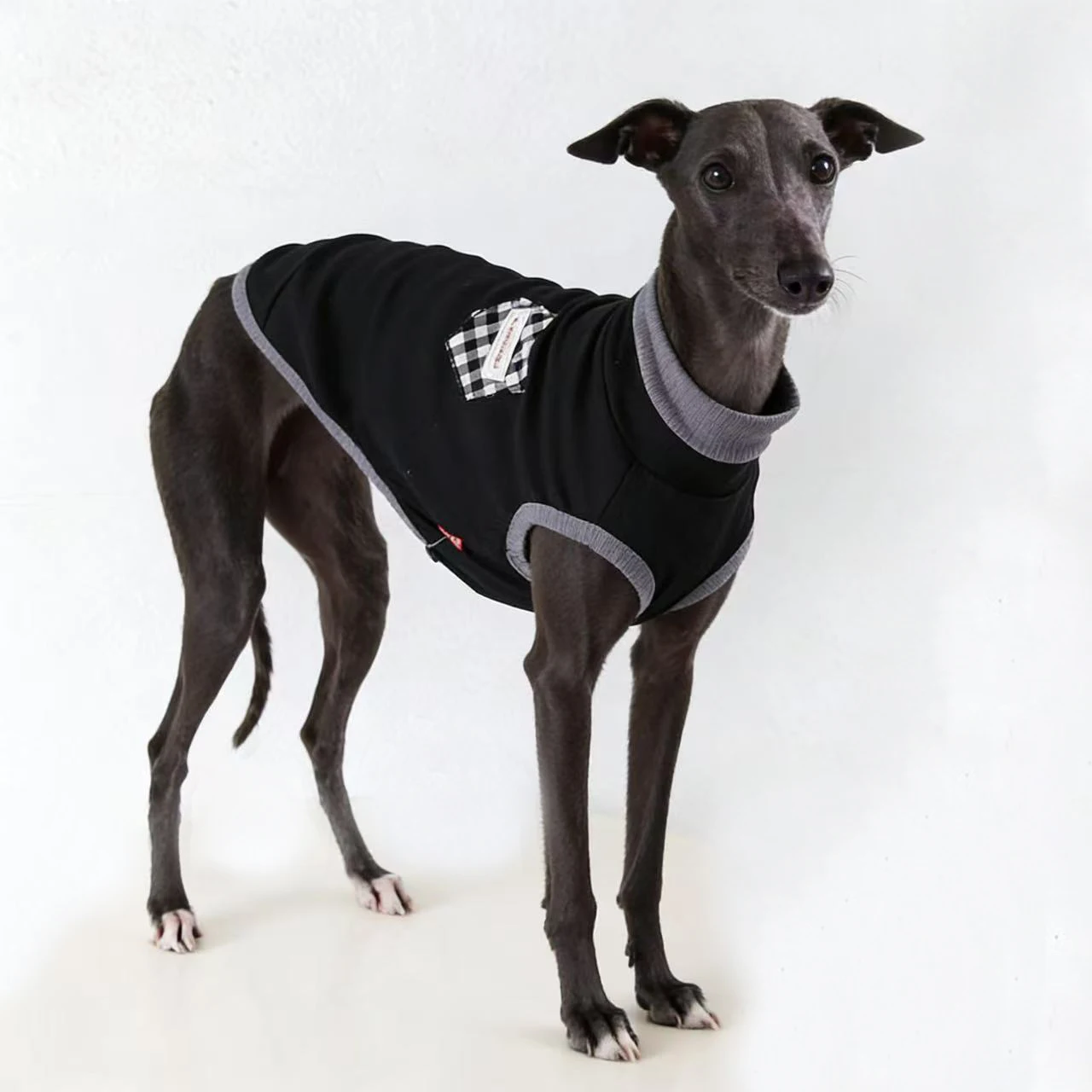 Camiseta negra algodón para Galgos Italianos - Ropa primavera - imagen 4