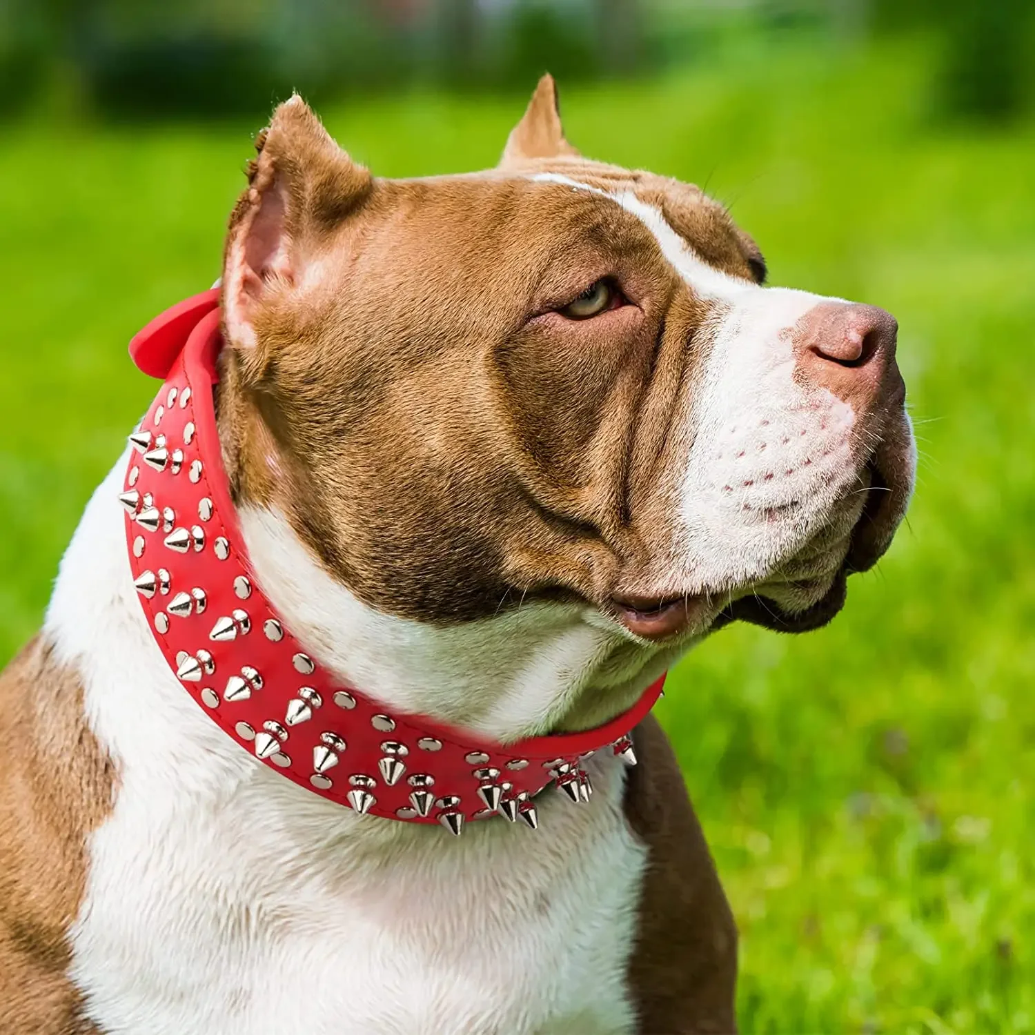 Collar con púas para perros grandes – Pitbull, Bóxer y Mastín