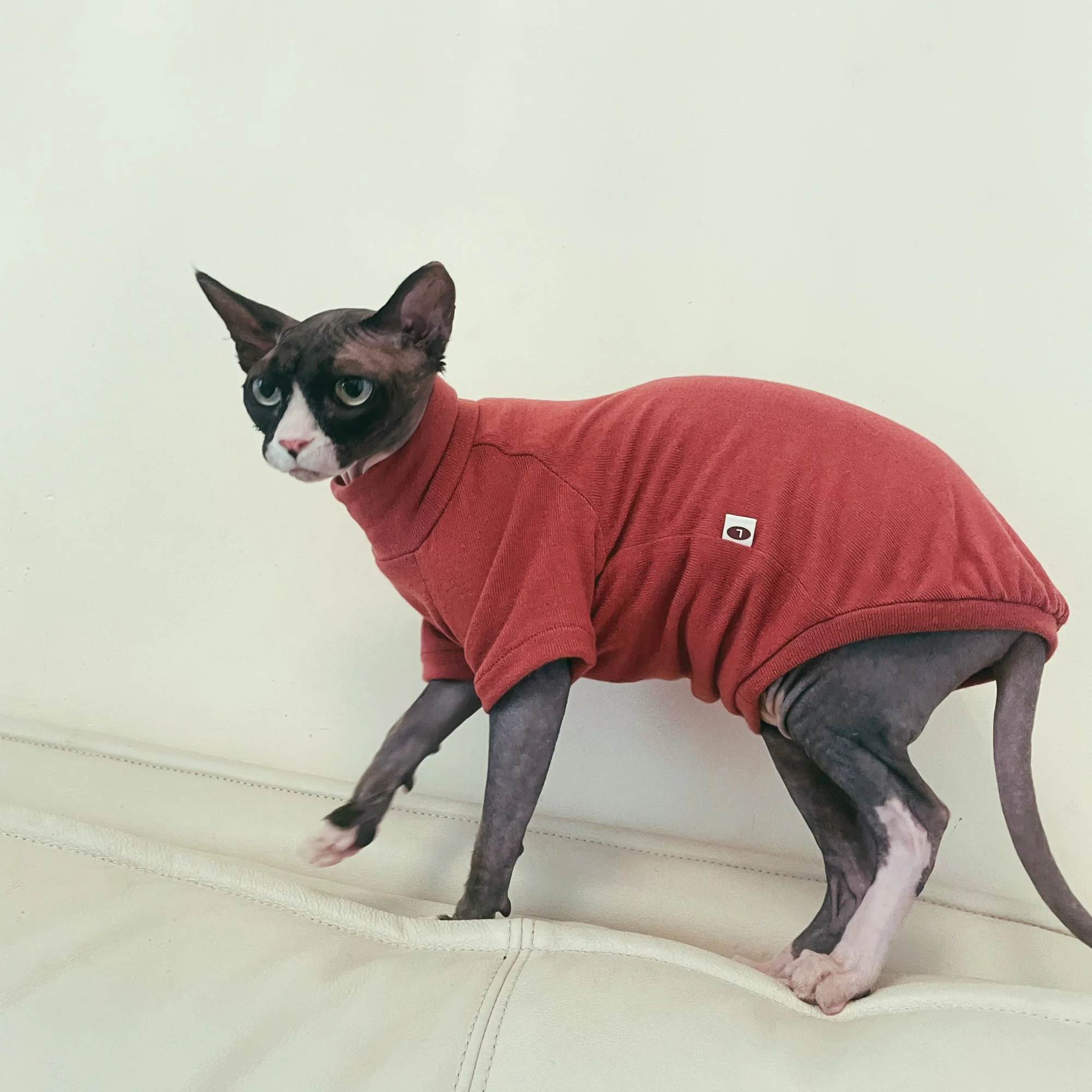 Camiseta interior de algodón suave para gato Sphynx en otoño, sudadera de manga larga para gato sin pelo, pijama elástico rojo vino para gatitos - imagen 3