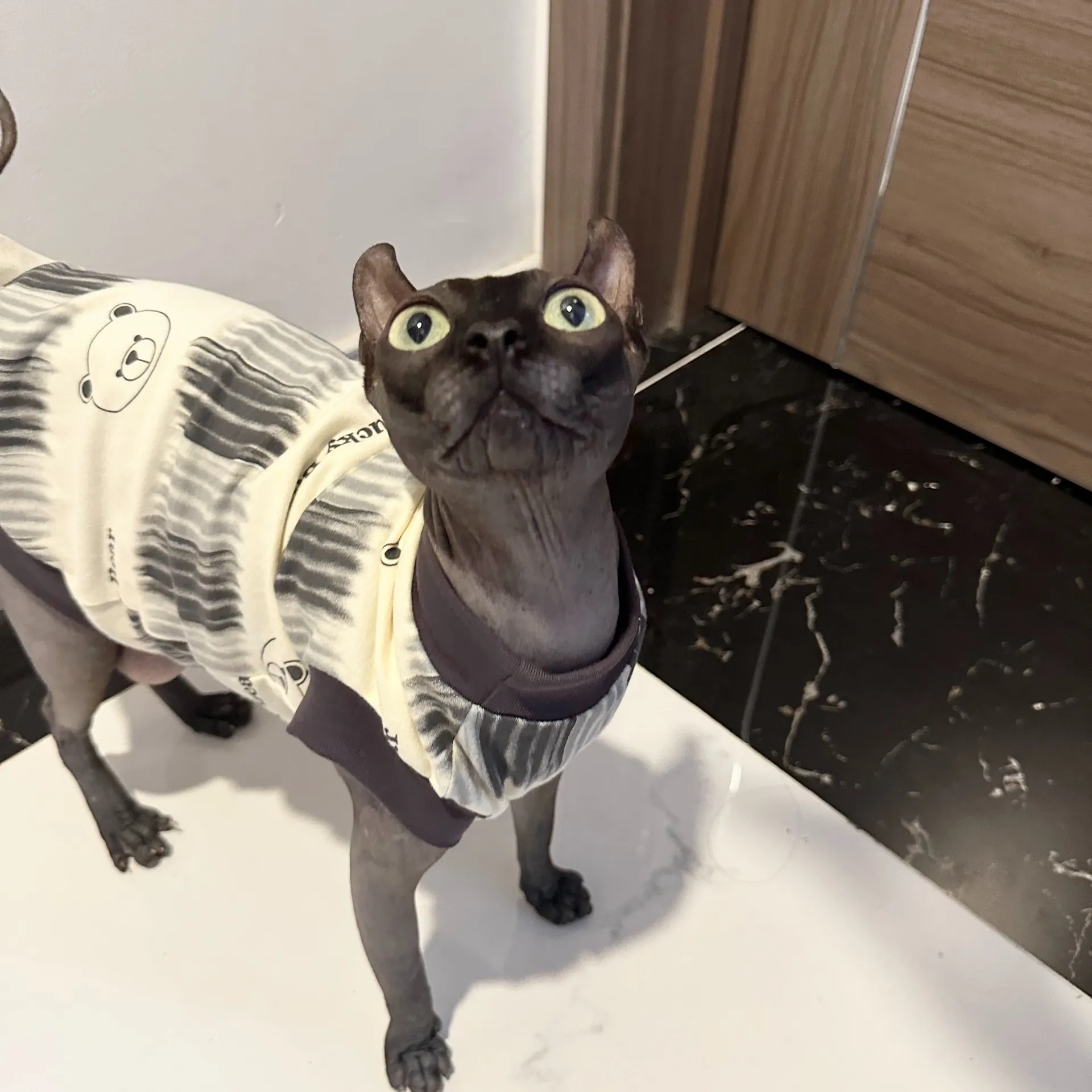 Camiseta de algodón de manga corta gris suave para Devon Rex en pijamas de dibujos animados de verano para gato Sphynx en primavera lindo chaleco para gatitos - imagen 3
