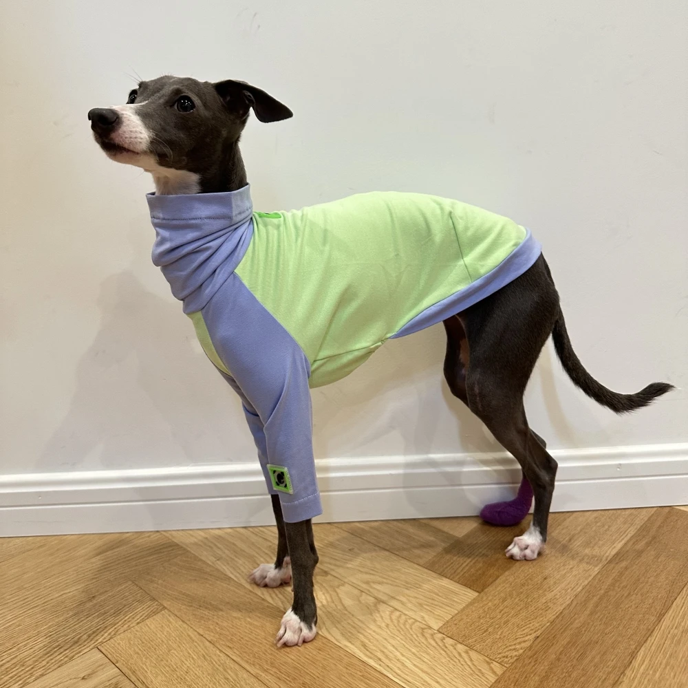 Camiseta primavera-verano algodón para Whippet y Galgo Italiano - imagen 2