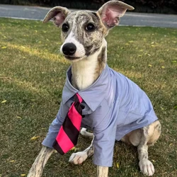 Camiseta ligera de algodón azul para galgos y whippets