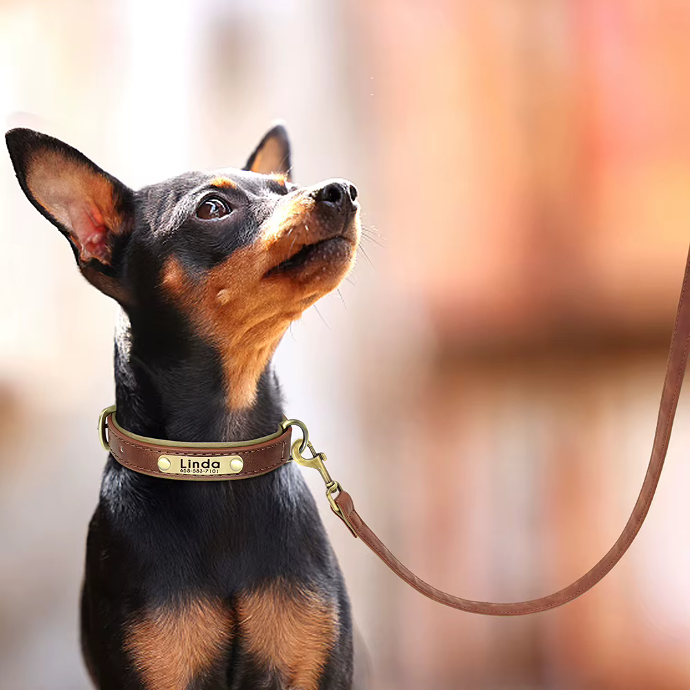 Correa acolchada para perro con asa ergonómica – Paseo cómodo - imagen 4