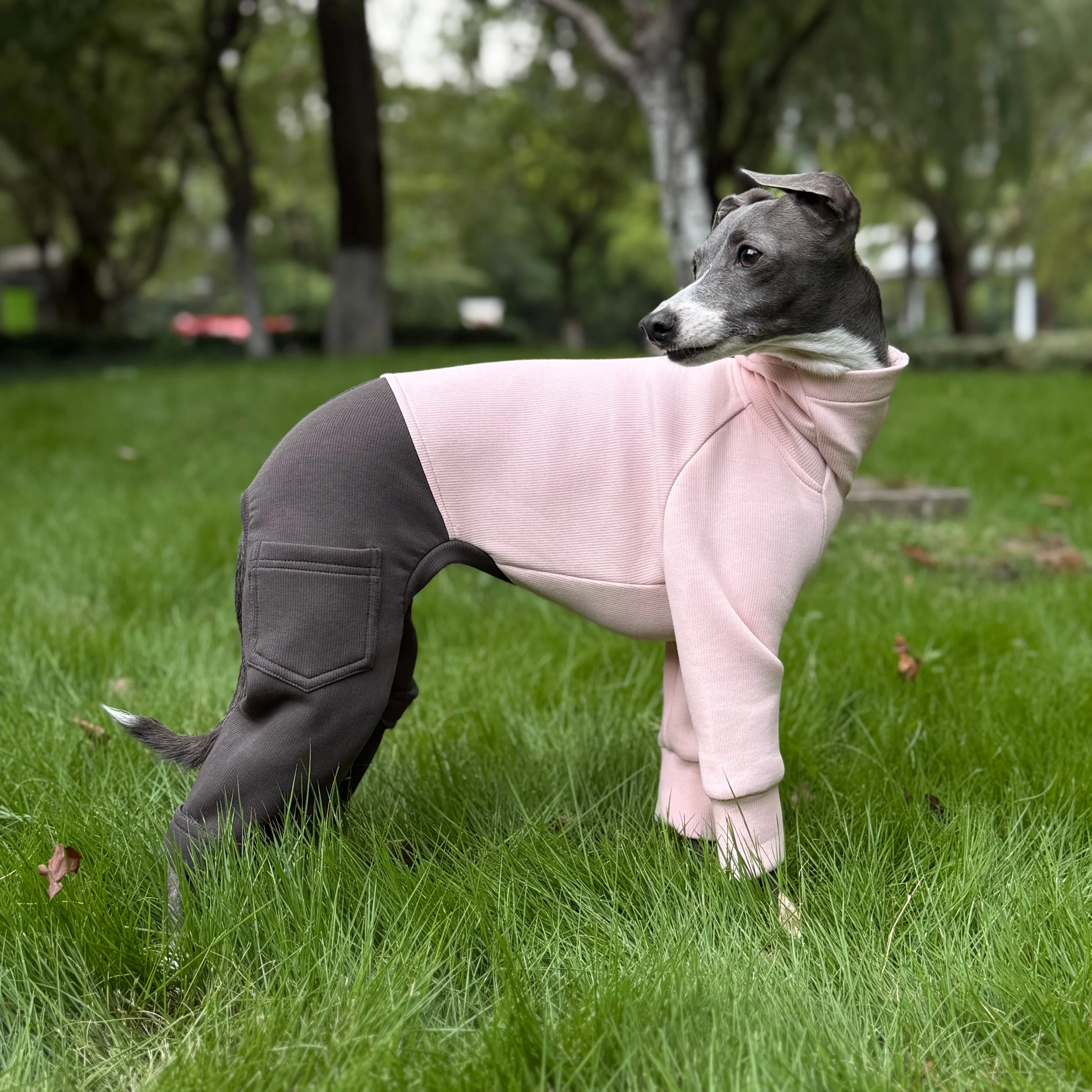 Ropa para galgos en otoño, sudadera cálida y suave gris de 4 patas con cuello alto, abrigo de algodón verde, ropa de descanso de otoño para perros medianos - imagen 4