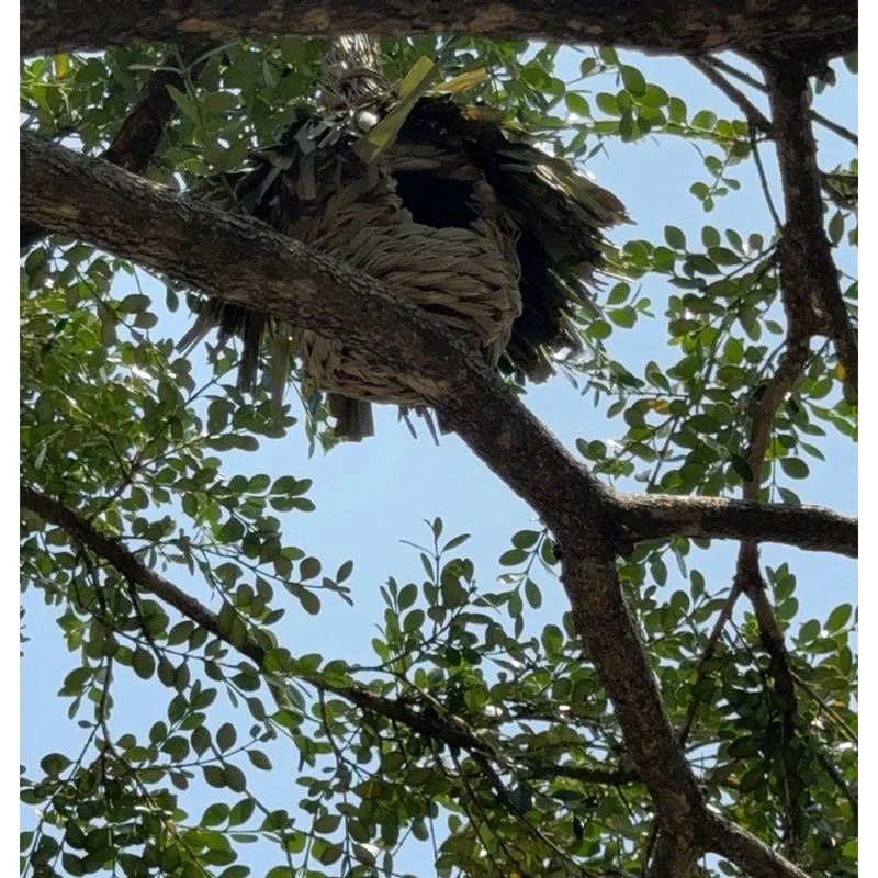 Nido de paja tejido a mano para pájaros, jaula para pájaros, hierba Natural, casa para pájaros, jardín al aire libre, decorativo, colgante, nido para loros, dormitorio para mascotas - imagen 5