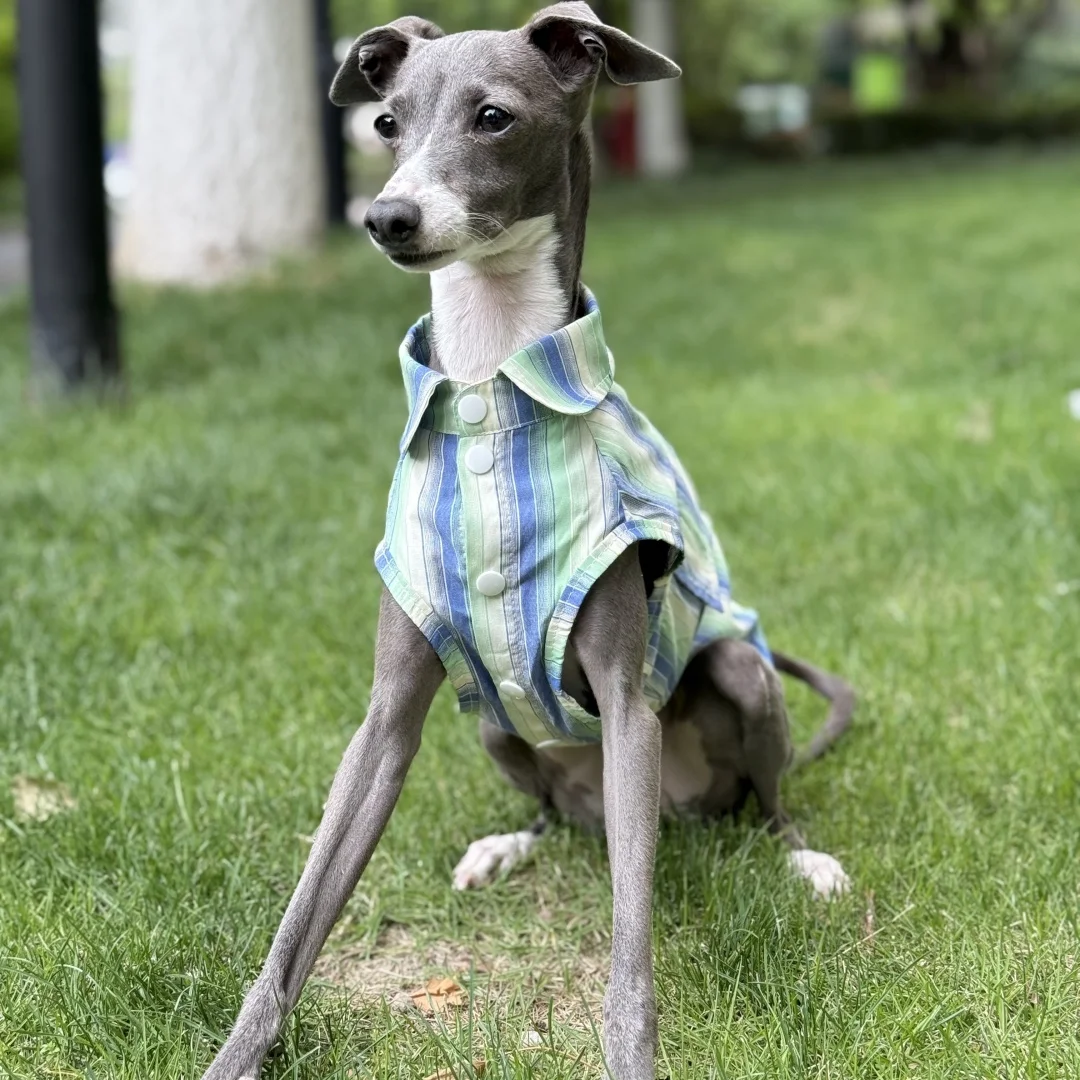 Camisa de rayas azules de protección solar para galgo italiano Abrigo verde sin mangas de fibra de seda de hielo para perros medianos Sombrero de verano para whippet