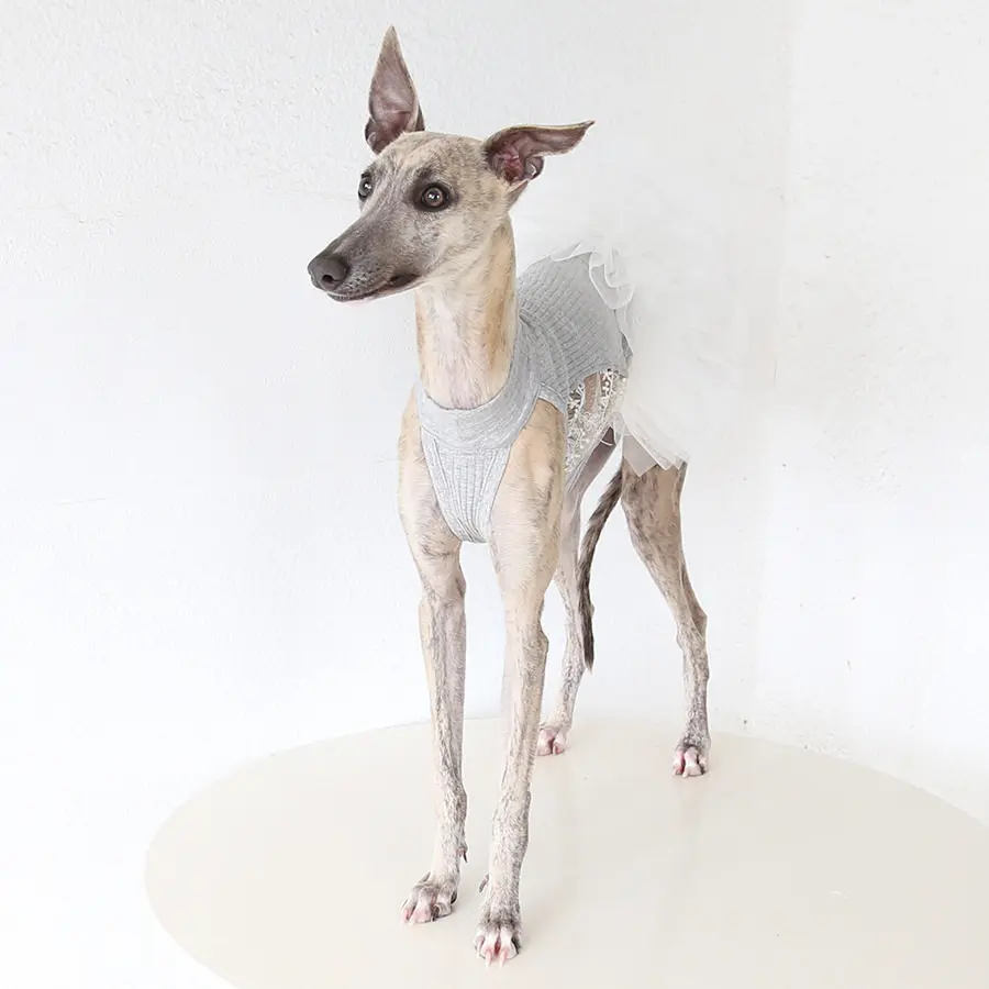Vestido encaje blanco primavera verano para Whippet Greyhound italiano - imagen 4