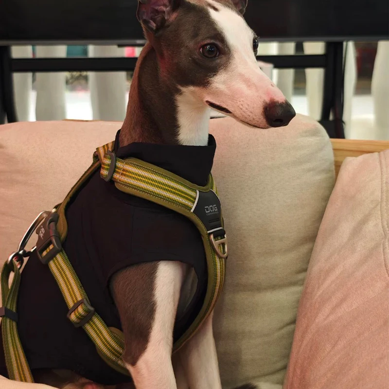 Camiseta negra fresca de verano para perros Whipbit, resistencia a insectos al aire libre, abrigo ligero y transpirable de secado rápido para galgo italiano - imagen 4