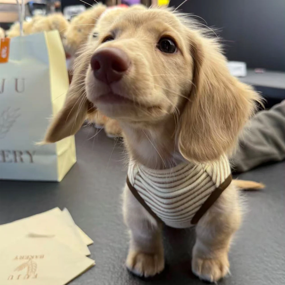 Prenda en uso diario para Dachshund