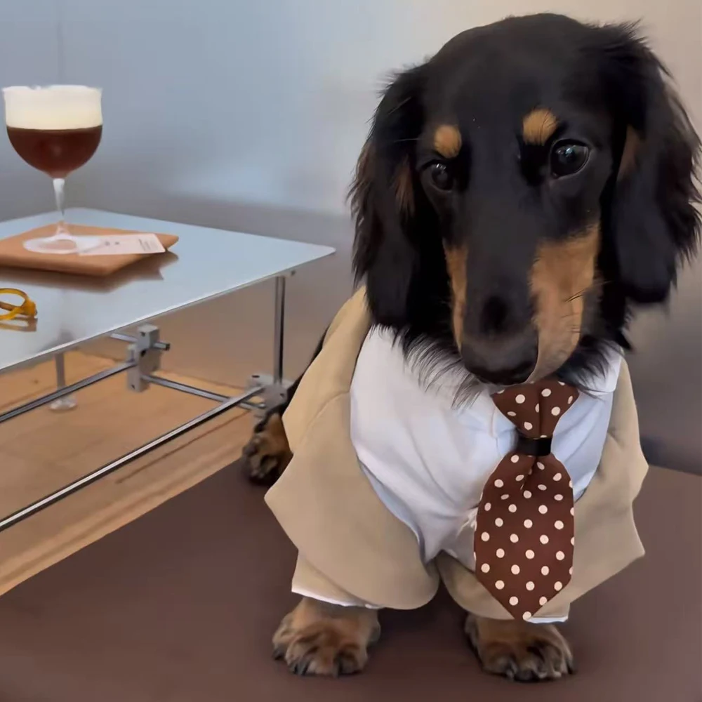 Traje formal para perro Dachshund con corbata marrón – Bodas - imagen 4