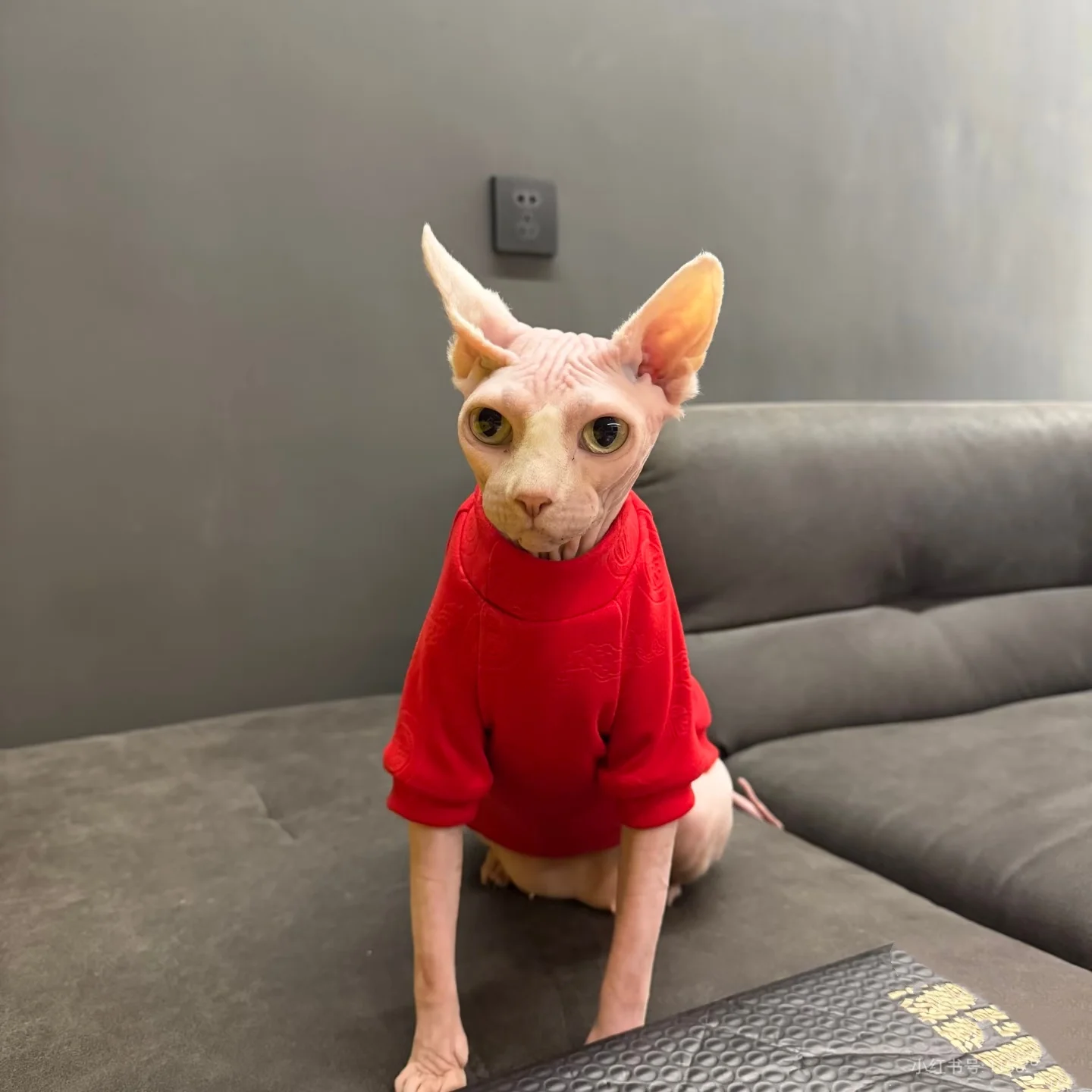 Camiseta de algodón para gatos Esfinge y Devon Rex – Invierno suave - imagen 3
