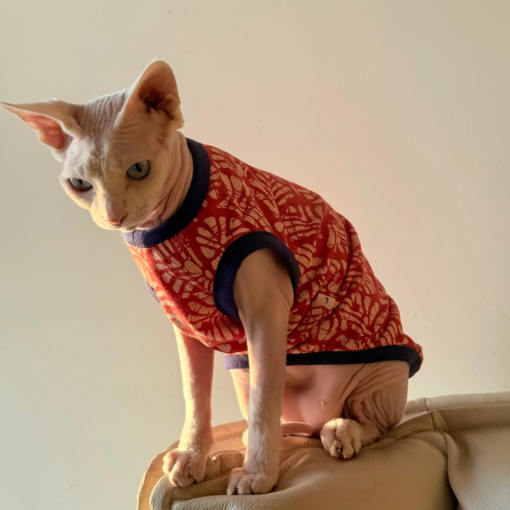 Ropa para gatos Sphynx y Devon Rex: camisetas, pijamas y abrigos - imagen 2