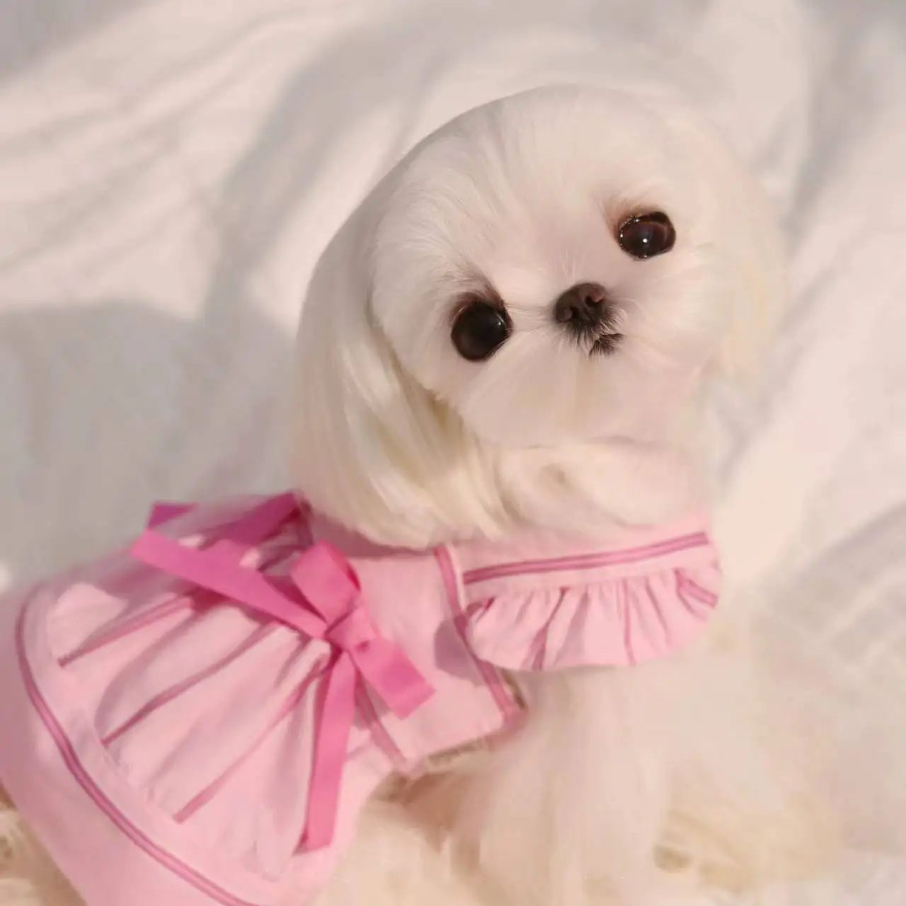 Falda con tirantes de encaje y lazo de primavera para mascotas, vestido de princesa para gatos, falda de peluche para perros pequeños, vestidos para perros pequeños - imagen 4
