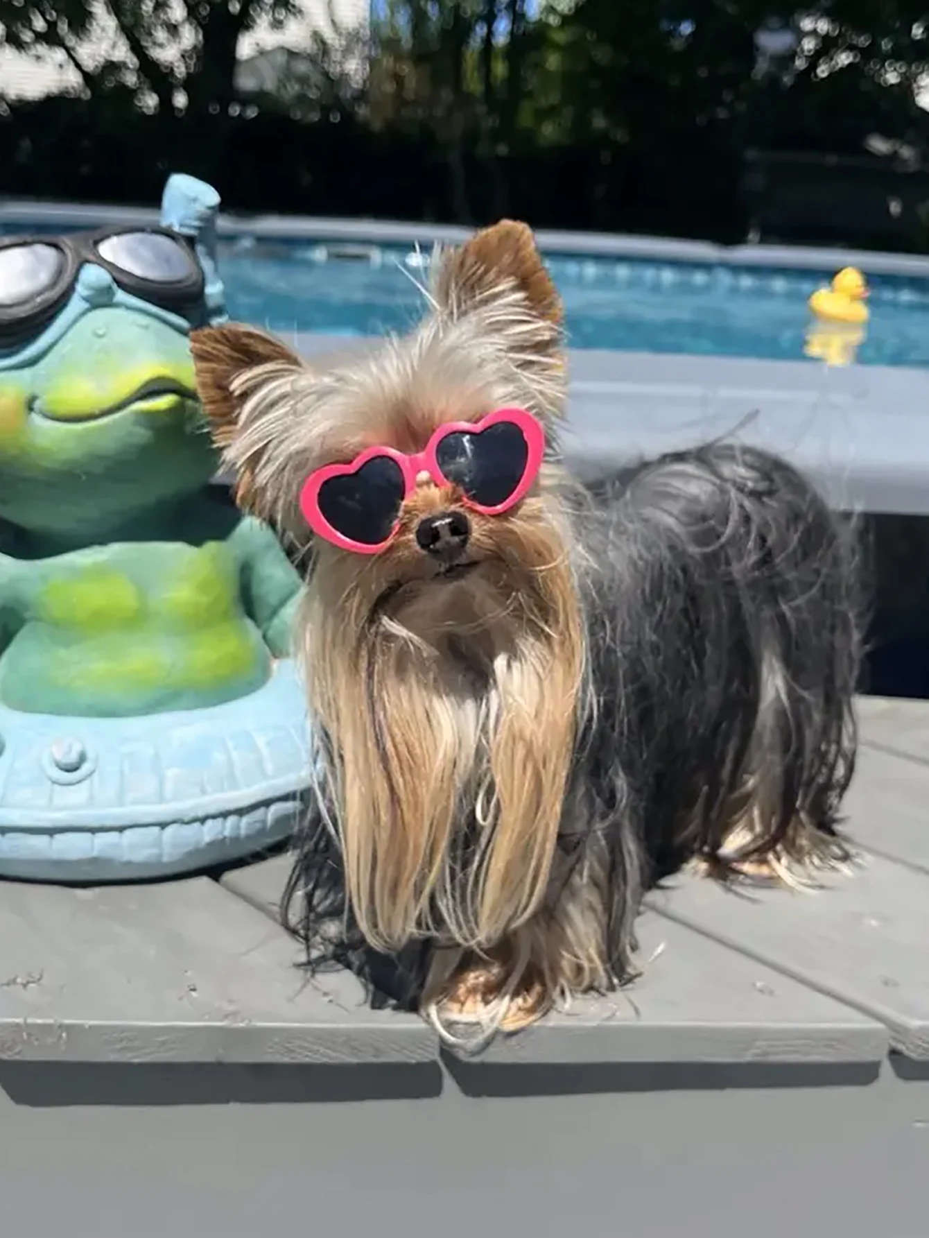 Gafas de sol corazón para gatos y perros mini – look divertido - imagen 3