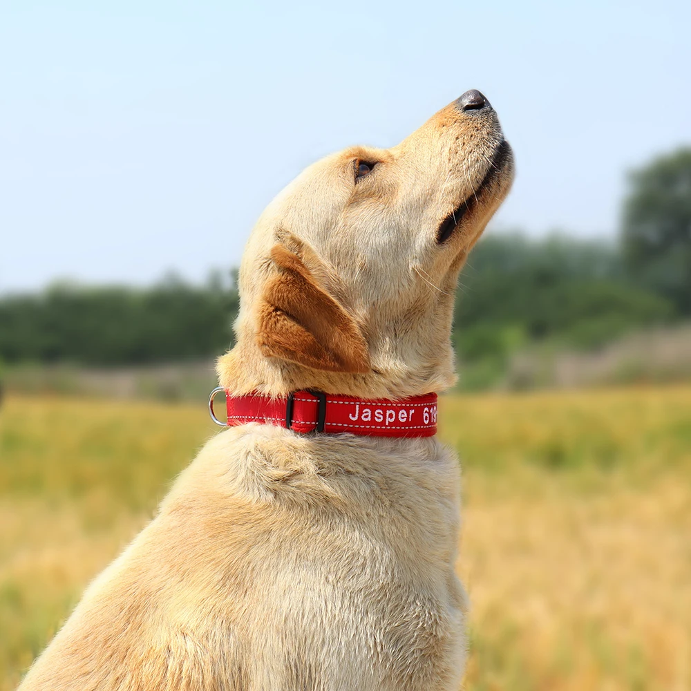 Collar perro personalizado bordado reflectante para pequeños a grandes - imagen 5