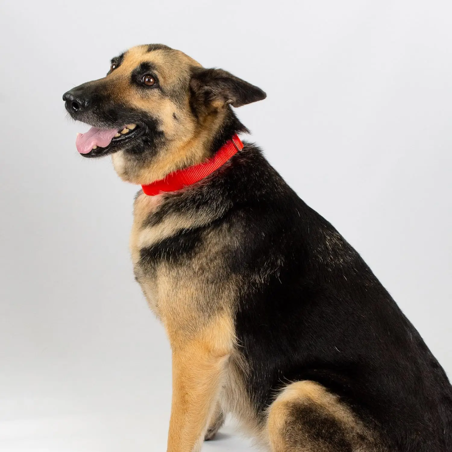 Martingale Collar de nailon resistente para perros, Collar de entrenamiento para mascotas con Control ajustable para perros pequeños, medianos y grandes, accesorios para mascotas - imagen 5