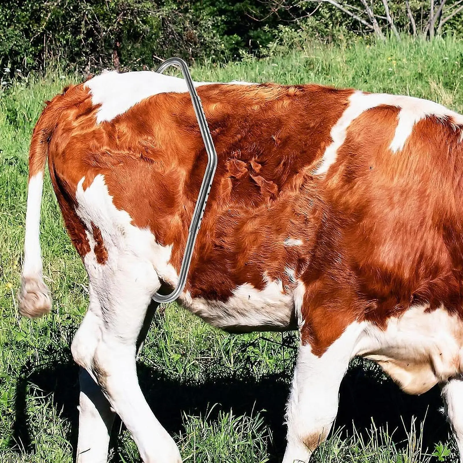 Anti Kick Off Device Tool Sturdy Easy to Use Accessories for Sheep Milking