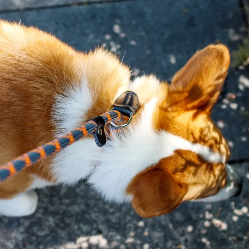 Collar ajustable para perro, cadena reflectante de nailon, arnés de cuerda para caminar, entrenamiento de cachorros, suministros para mascotas - imagen 3