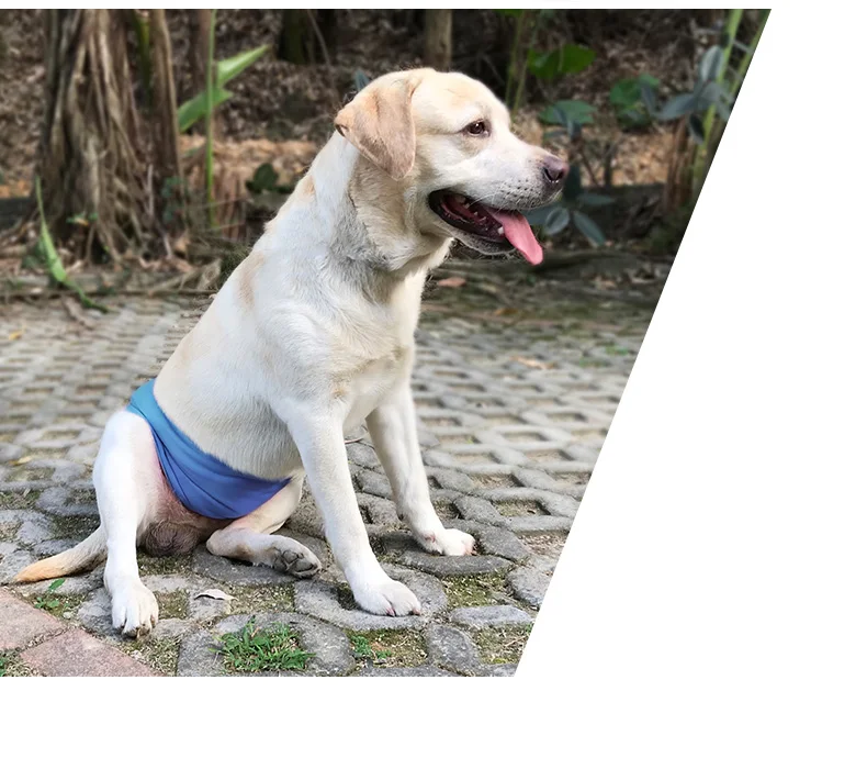 Pañal impermeable para cachorros y perros adultos