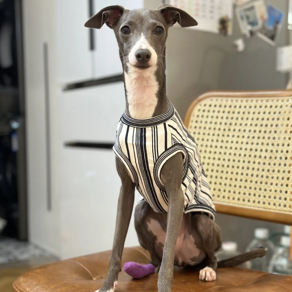 Camiseta deportiva de algodón para perros en primavera Chaleco de rayas Elestic Soft Spring para galgo italiano Ropa de estar por casa de verano para Whippet - imagen 2