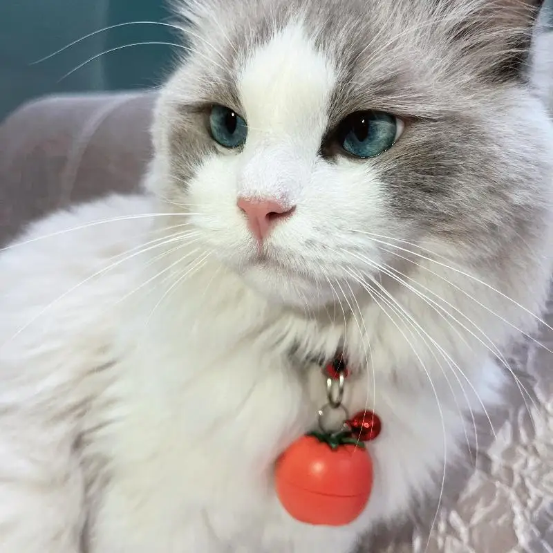 Localizador de tomate para mascotas, localizador de perros, Collar inteligente 4G, GPS para niños mayores, dispositivo antipérdida para mascotas, ubicación, productos para mascotas, rastreadores GPS - imagen 2