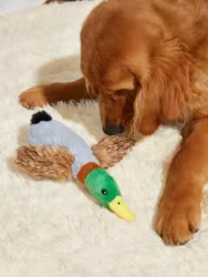 Juguete pato chirriante para perros y gatos – masticable y dental