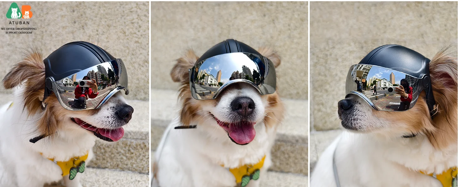 dog helmet