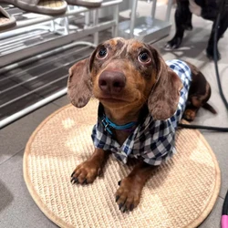 Abrigo a cuadros para perro salchicha, manga larga, primavera-otoño