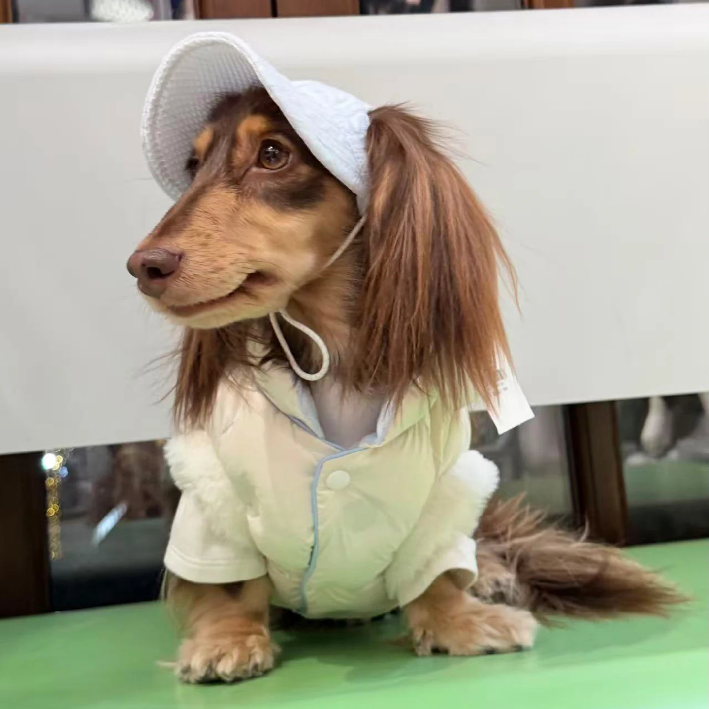 Chaqueta cortavientos para perros Dachshund - abrigo de plumón blanco - imagen 4