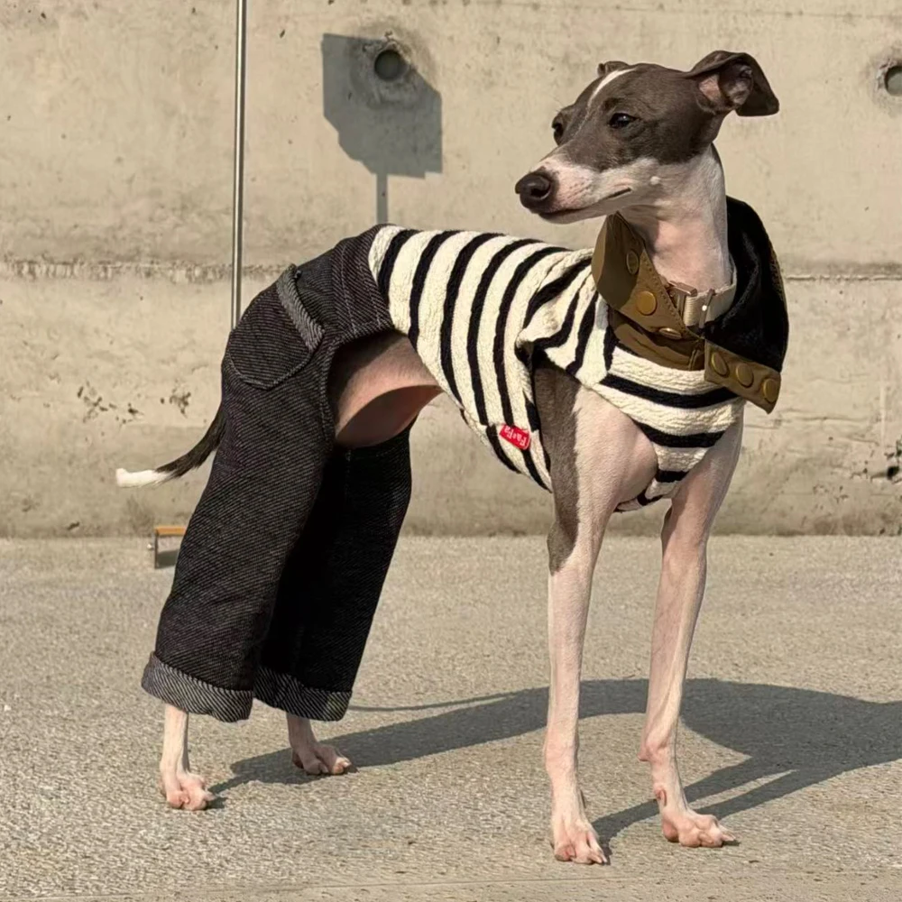 Mono de mezclilla elástico para perro Galgo Italiano – Ropa primavera - imagen 2