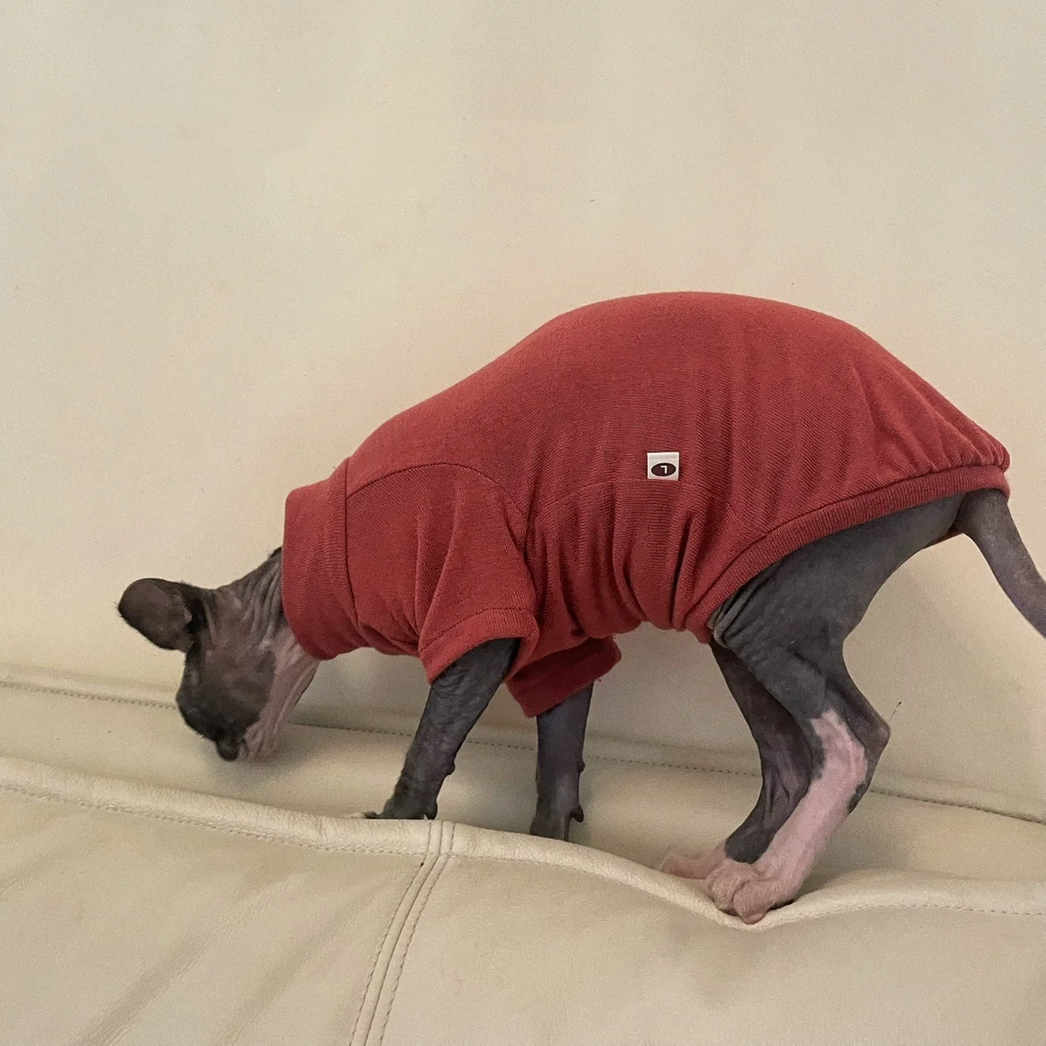 Camiseta interior de algodón suave para gato Sphynx en otoño, sudadera de manga larga para gato sin pelo, pijama elástico rojo vino para gatitos - imagen 5