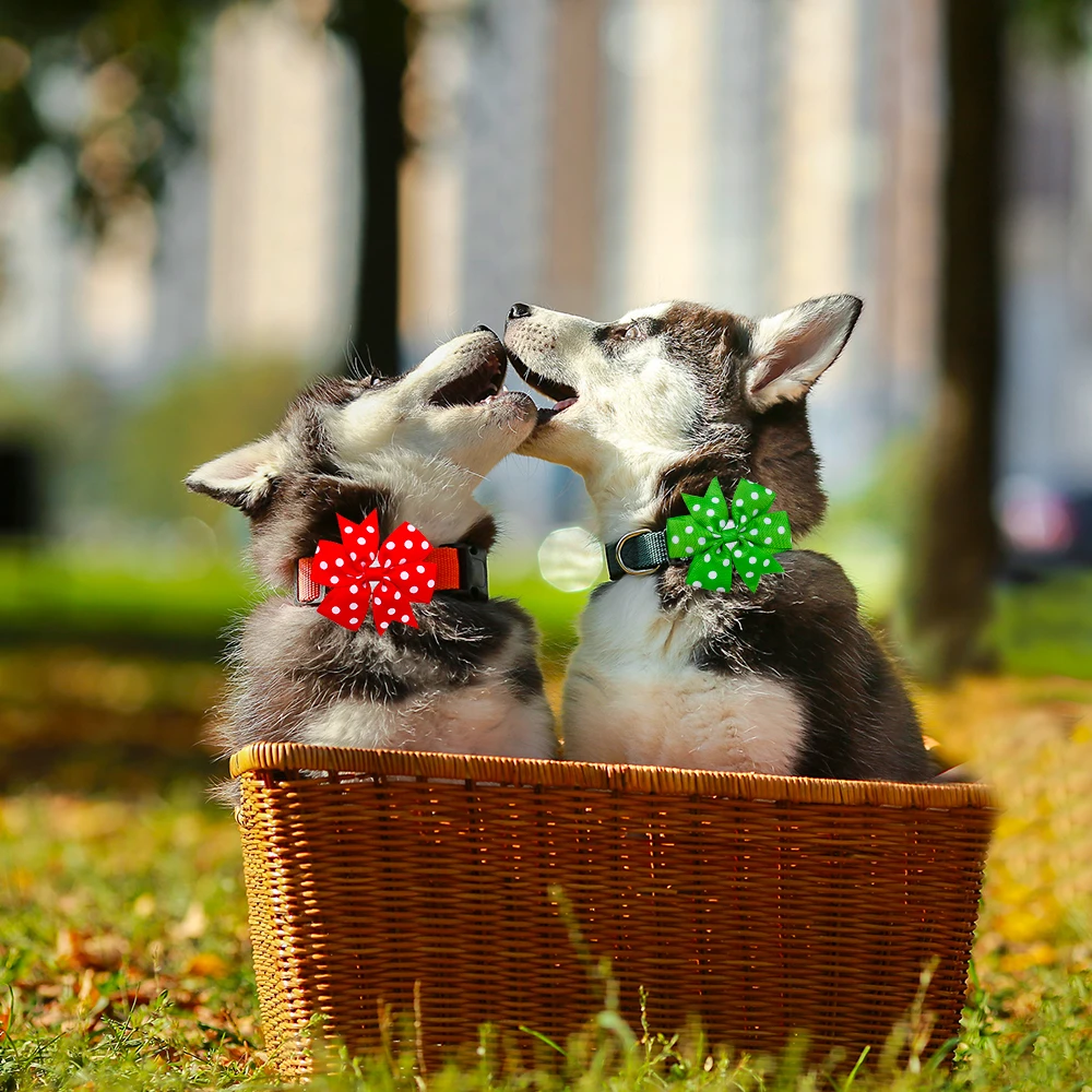 Pajaritas deslizables para perros pequeños y gatos - imagen 5