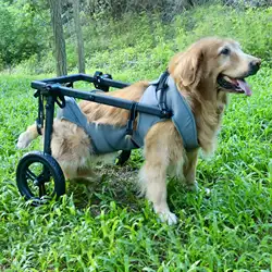 Silla de ruedas para perro – Ayuda y rehabilitación canina