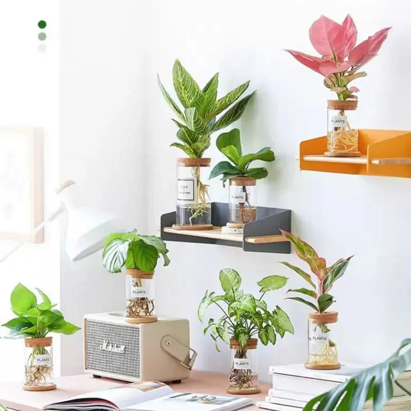 Terrario acuático de vidrio con tapa de madera, jarrón de plantas y peces hidropónicos de moda Ins para adorno de escritorio de sala de estar - imagen 5