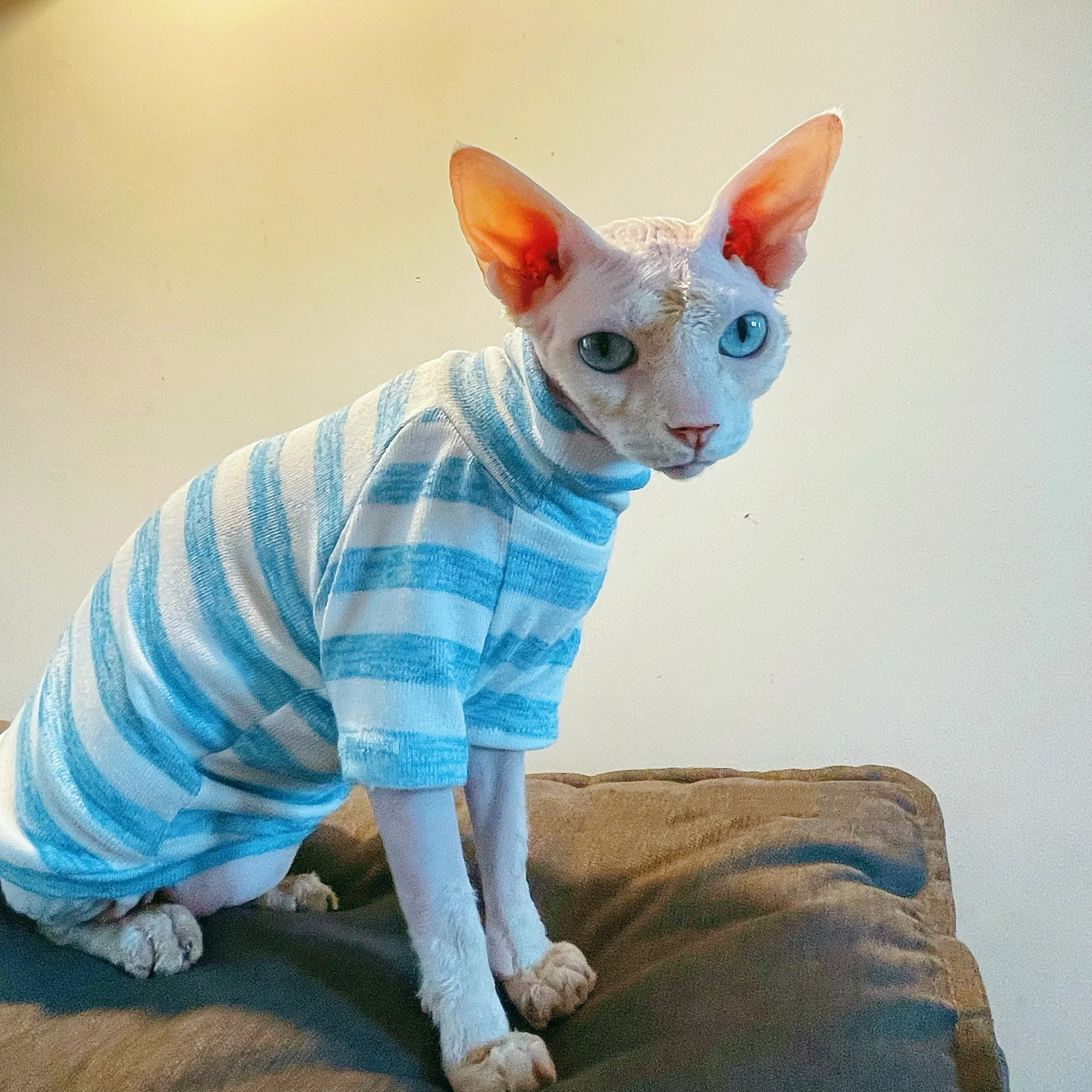 Camiseta de algodón de punto a rayas azules para gato Sphynx en otoño, camiseta interior elástica suave de cuello alto para Devon Rex en invierno - imagen 3